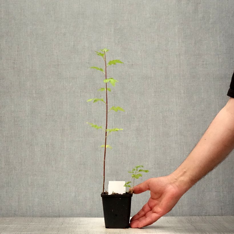 Esemplare di Chrysanthemum indicum Brennpunkt - Crisantemo Vasetto da 8/9 cm consegnato in estate