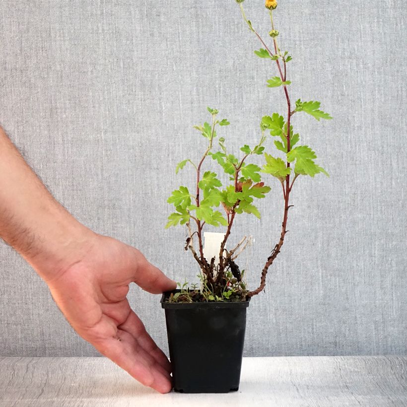 Esemplare di Chrysanthemum rubellum Dernier Soleil - Crisantemo Vasetto da 8/9 cm consegnato in estate