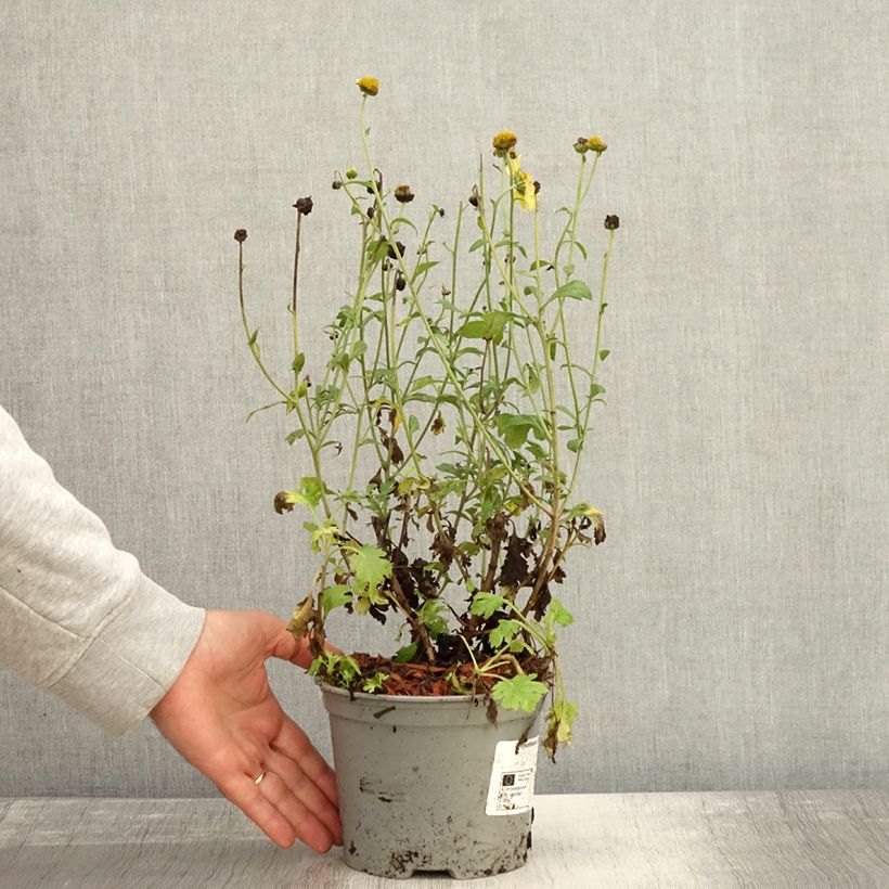 Esemplare di Chrysanthemum rubellum Dernier Soleil - Crisantemo Vaso da 2L/3L come consegnato in autunno
