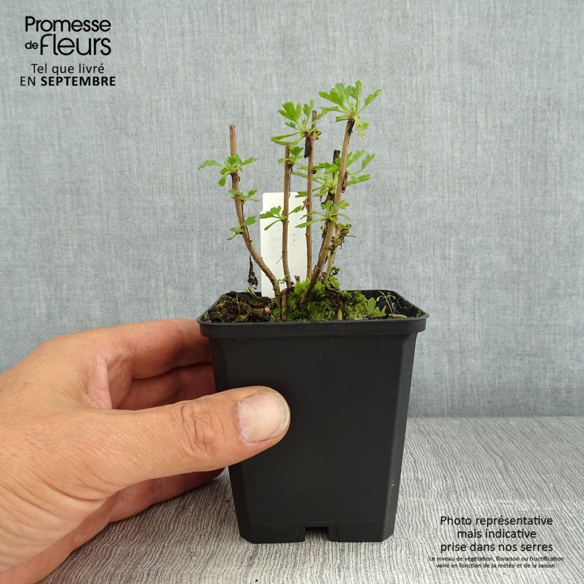 Esemplare di Chrysanthemum rubellum Duchess of Edimburgh - Crisantemo Vasetto da 8/9 cm consegnato in estate