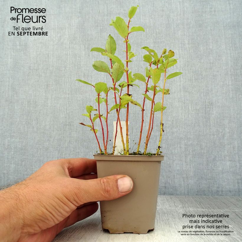 Esemplare di Chrysogonum virginianum André Viette Vasetto da 8/9 cm consegnato in estate