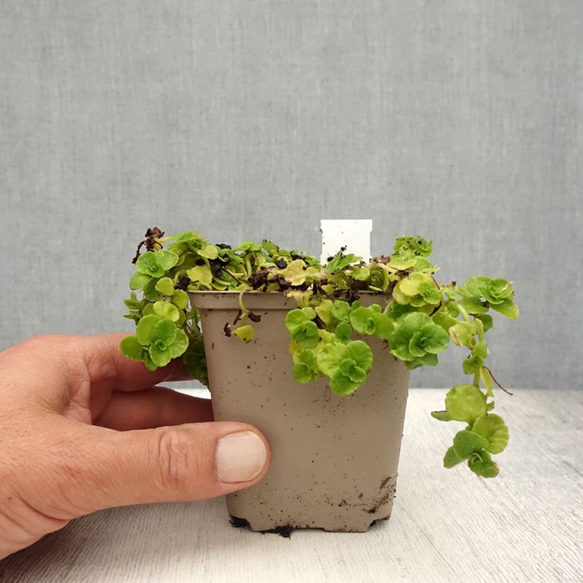 Esemplare di Chrysosplenium oppositifolium - Erba milza con foglie opposte Vasetto da 8/9 cm consegnato in estate