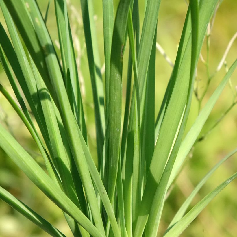 Aglio cinese (piante) (Fogliame)