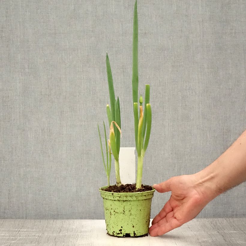 Esemplare di Cipolla d'inverno Bio Vaso da 1L/1,5L consegnato in estate