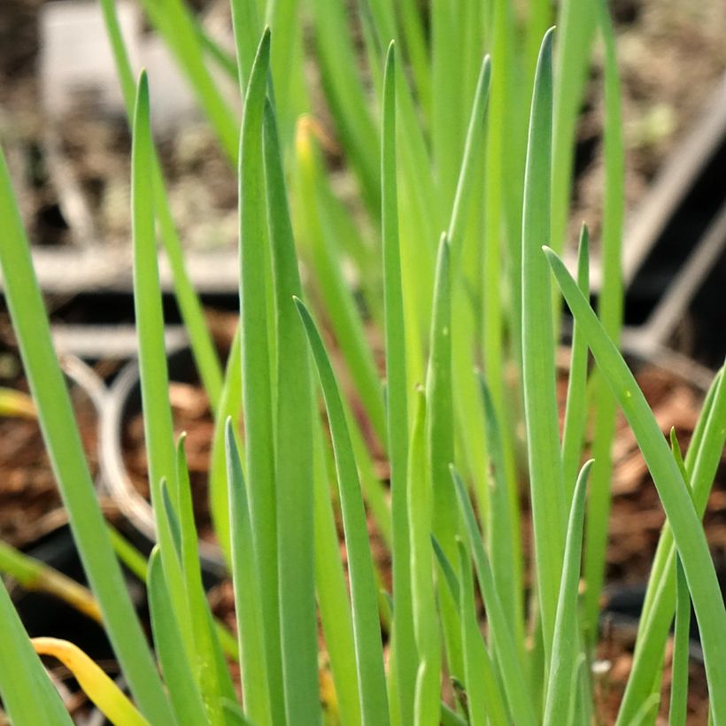 Cipolla d'inverno (piante) (Fogliame)