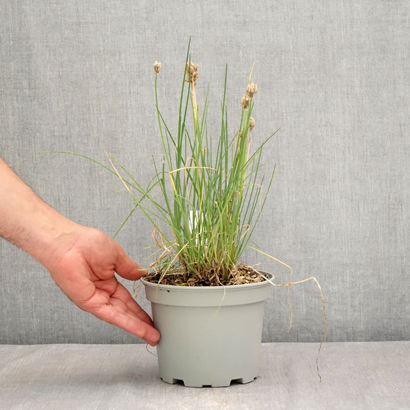Esemplare di Erba cipollina Bio (piante) Vaso da 2L/3L consegnato in estate
