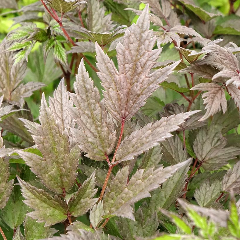 Actaea Queen of Sheba - Cimicifuga (Fogliame)