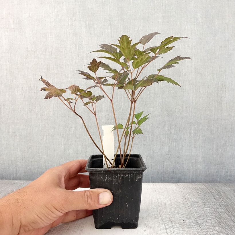 Esemplare di Actaea Queen of Sheba - Cimicifuga Vasetto da 8/9 cm consegnato in estate