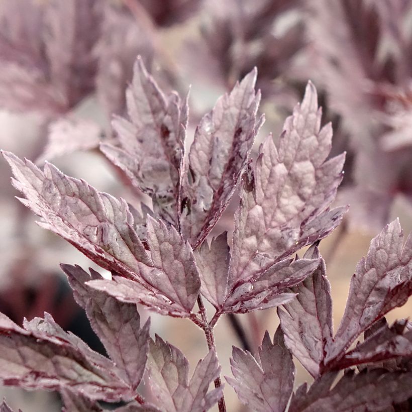 Cimicifuga simplex Chocoholic - Actaea (Fogliame)