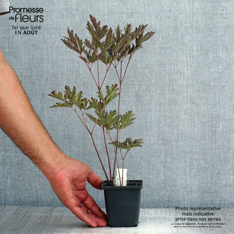 Esemplare di Cimicifuga simplex James Compton - Actaea Vasetto da 8/9 cm consegnato in estate