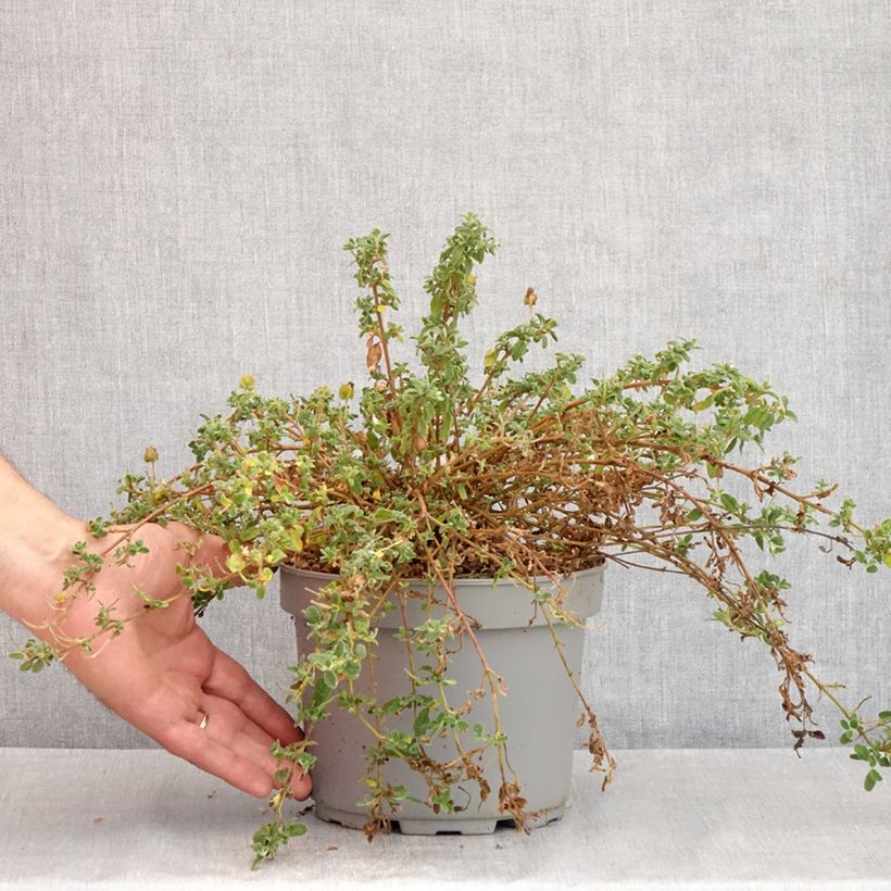 Esemplare di Cistus obtusifolius - Cisto Vaso da 2L/3L consegnato in estate