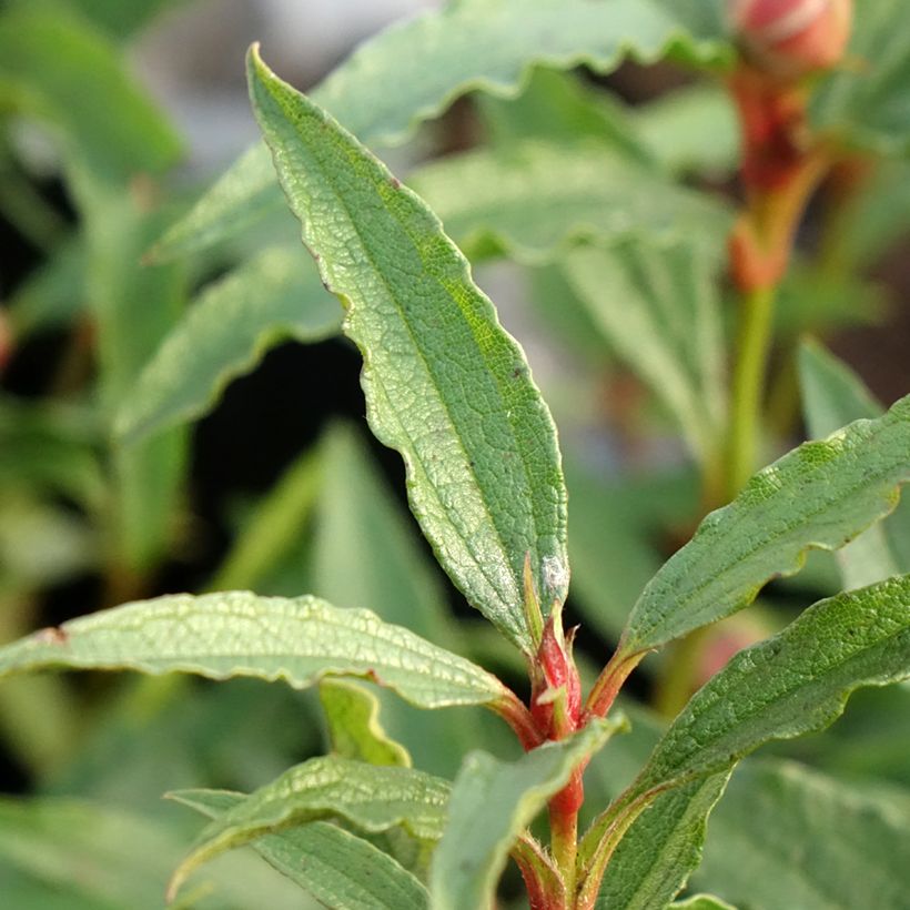 Cistus aguilarii Maculatus - Cisto (Fogliame)