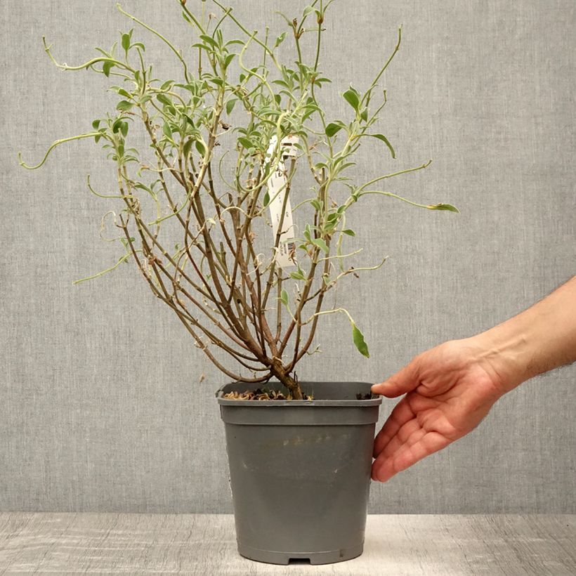 Esemplare di Cistus argenteus Peggy Sammons - Cisto Vaso da 2L/3L consegnato in estate