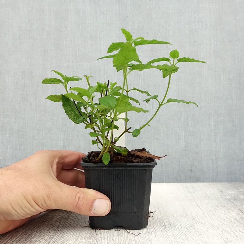 Esemplare di Cistus corbariensis - Cisto Vasetto da 8/9 cm come consegnato in autunno