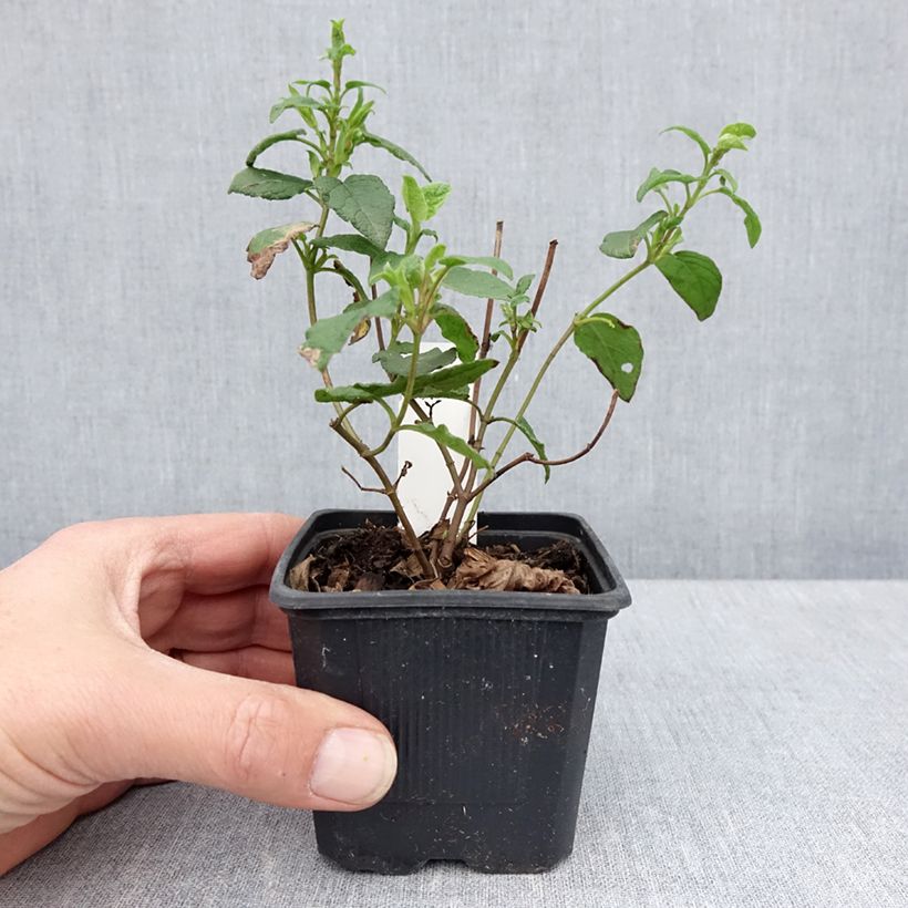 Cistus corbariensis - Cisto Vasetto da 8/9 cm esemplare consegnato in primavera