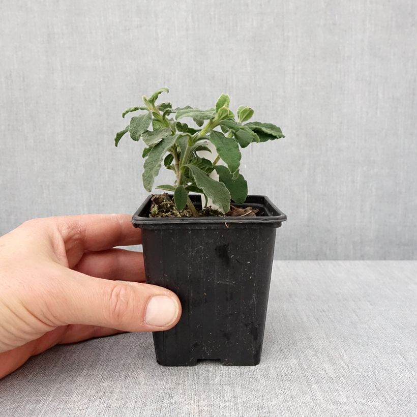 Cistus lenis Grayswood Pink - Cisto Vasetto da 8/9 cm esemplare consegnato in inverno