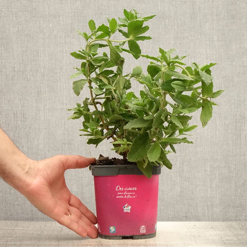 Esemplare di Cistus pulverulentus - Cisto Vaso da 2L/3L consegnato in estate