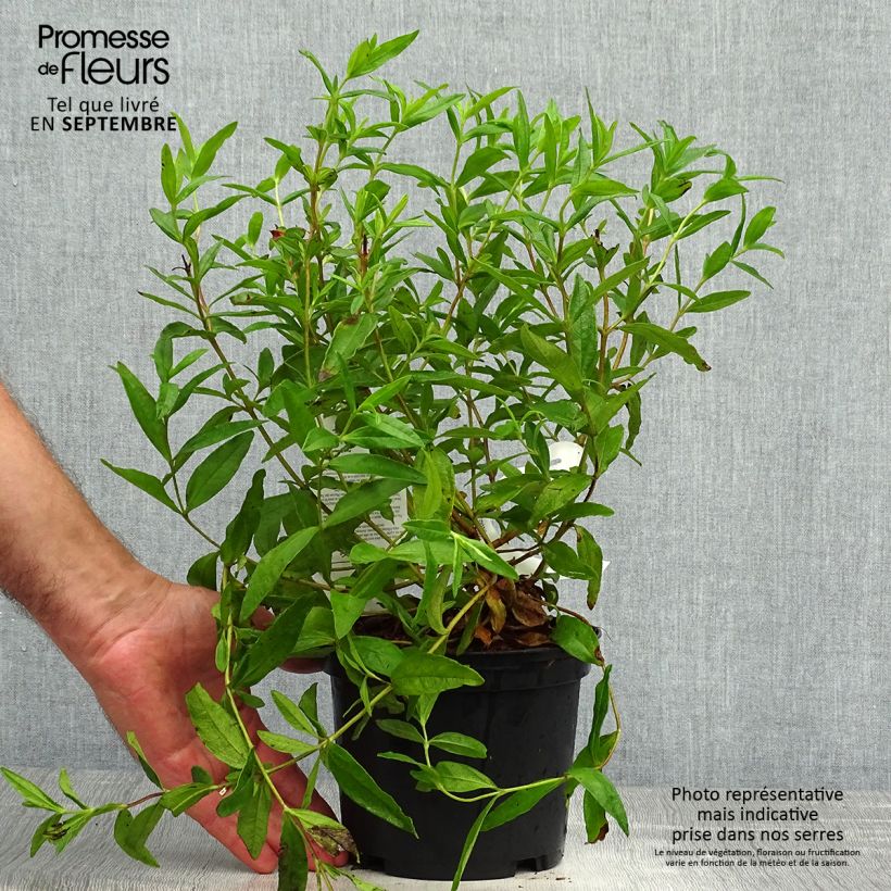 Esemplare di Cistus loretii - Cisto Vaso da 2L/3L come consegnato in autunno
