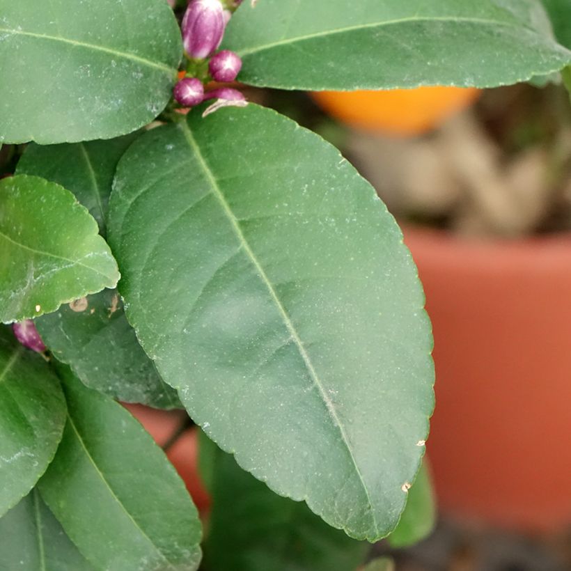 Citrus x aurantiifolia Red Lime - Limetta (Fogliame)