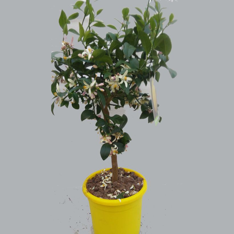 Esempio di esemplare Citrus x limon Meyer - Limone di Meyer Vaso da 4L/5L, Vaso impalcato bassoAltezza consegnata circa 50/60cm come consegnato