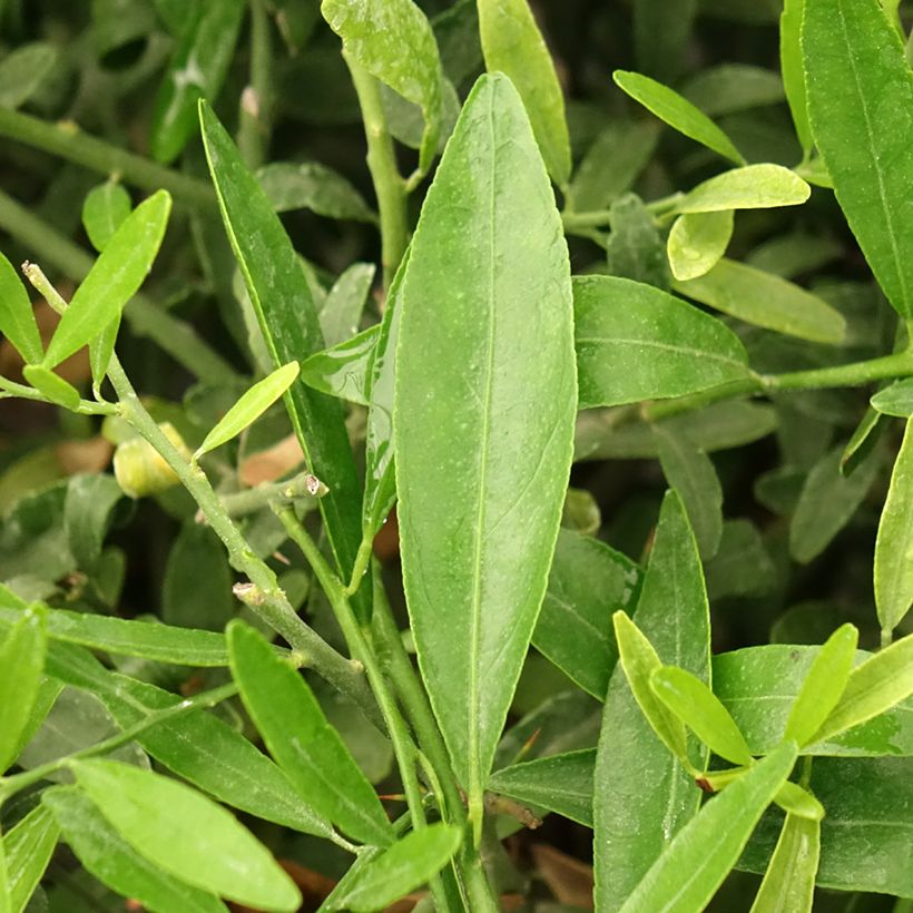 Citrus glauca (Fogliame)