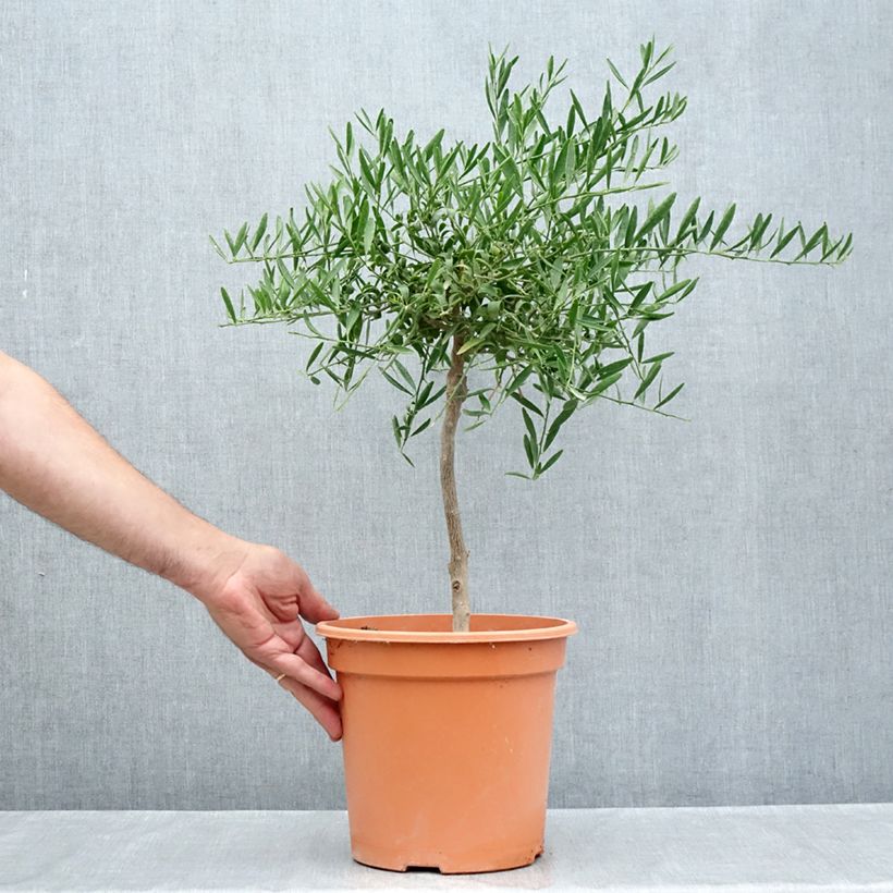 Esemplare di Citrus glauca  Vaso da 6L/7L consegnato in estate