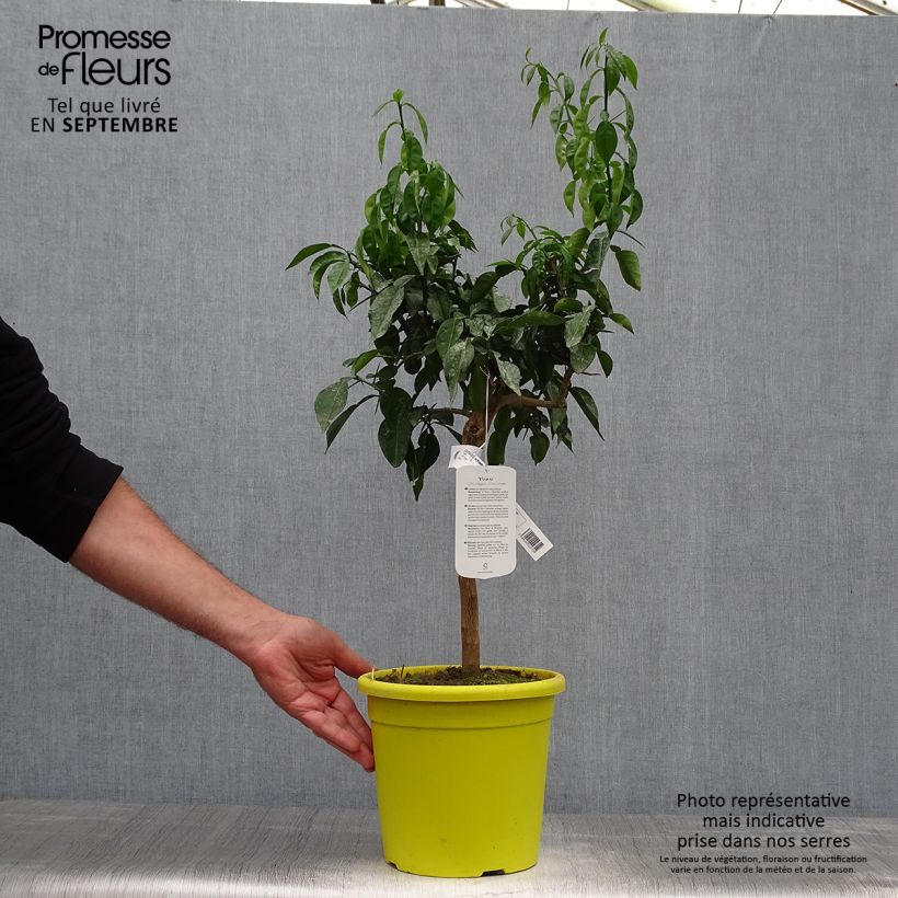 Esemplare di Citrus ichangensis - Limone di Ichang Vaso da 3L/4L, Multifusto come consegnato in autunno