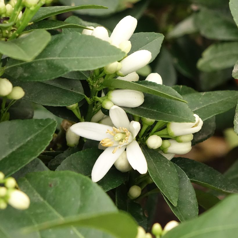 Citrus medica x limon Pigmentata - Cedro (agrume) (Fioritura)