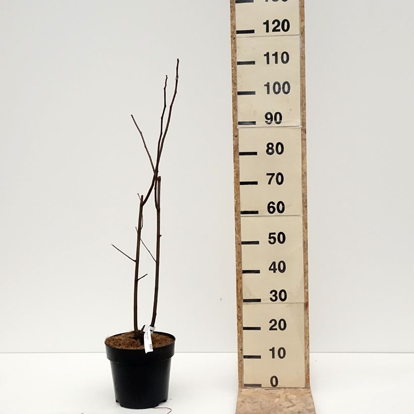 Cladrastis kentukea Vaso da 6L/7L esemplare consegnato in inverno