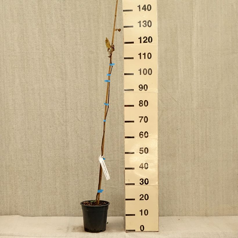 Esemplare di Cladrastis kentukea Vaso da 3L/4L come consegnato in autunno