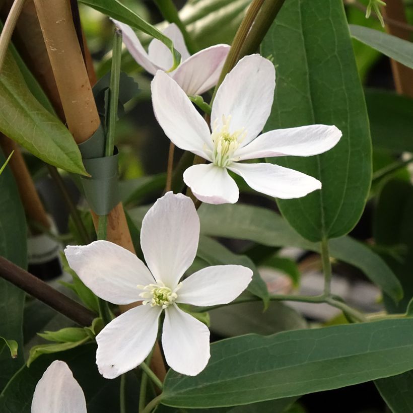 Clematis armandii Apple Blossom (Fioritura)