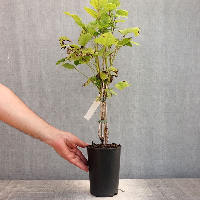 Esemplare di Clematis heracleifolia Côte d'Azur - Clematide Vaso da 2L/3L consegnato in estate