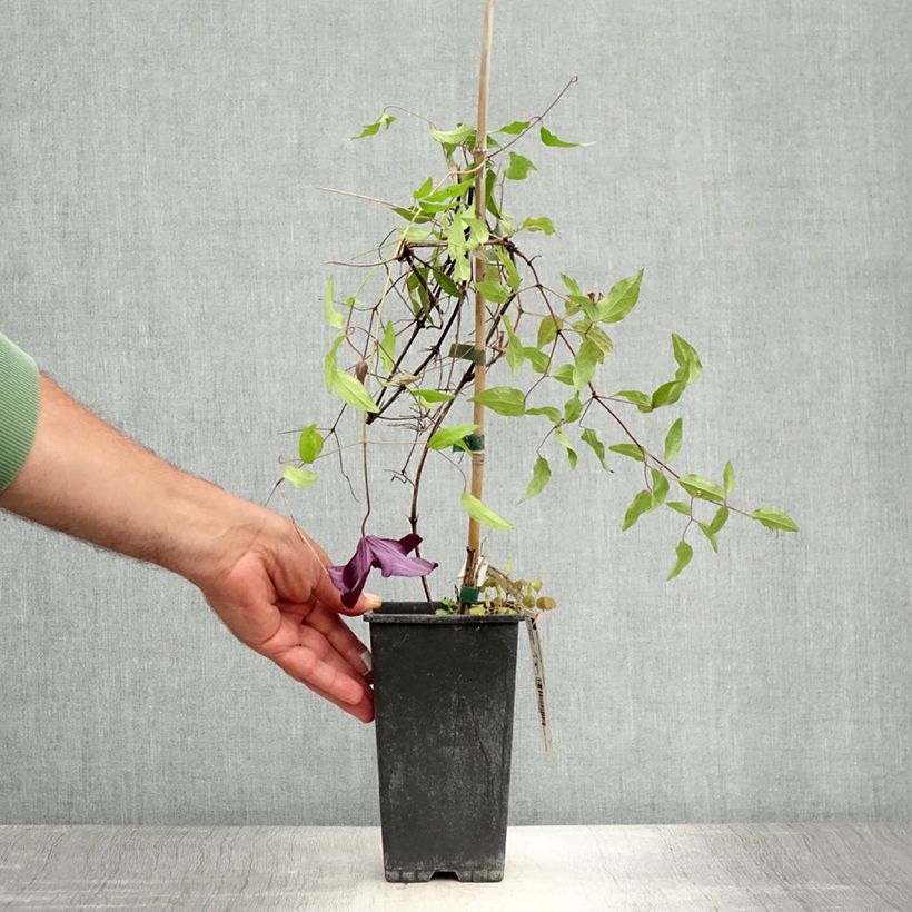 Esemplare di Clematis Black Tea - Clematide Vaso da 1,5L/2L consegnato in estate