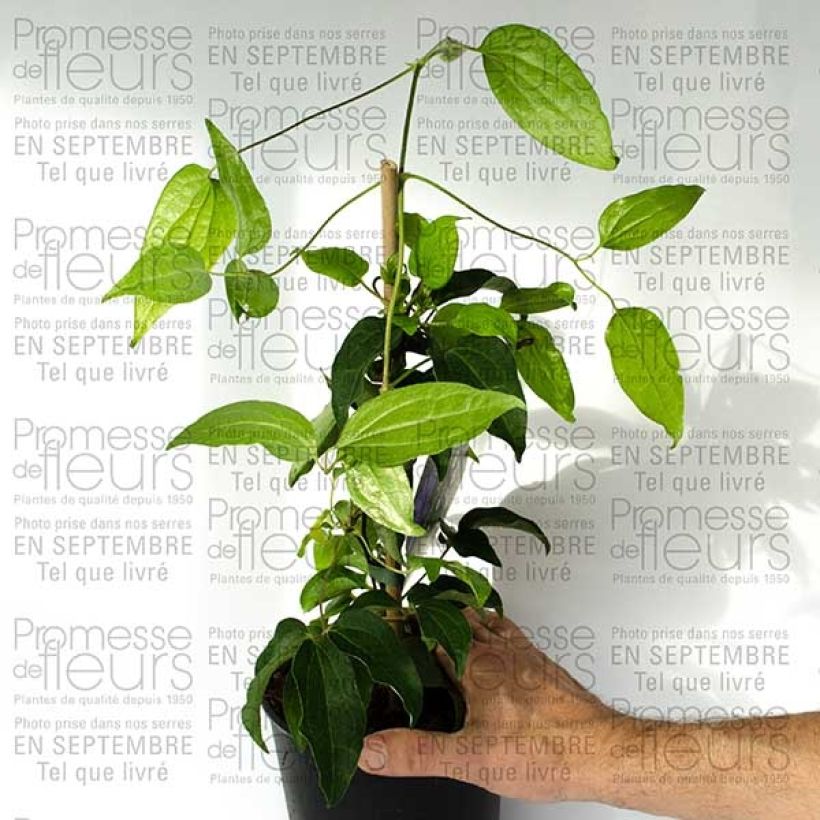 Esempio di esemplare Clematis Blue Ravine - Clematide Vaso da 2L/3LAltezza consegnata circa 40/50cm come consegnato