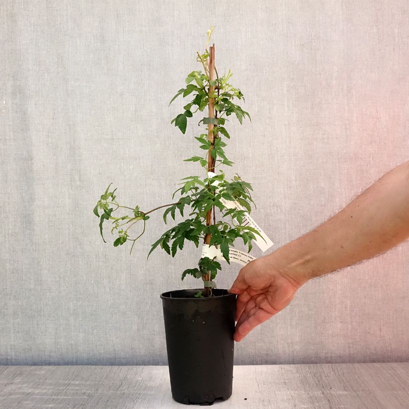 Esemplare di Clematis Francis Rivis - Clematide Vaso da 2L/3L consegnato in estate