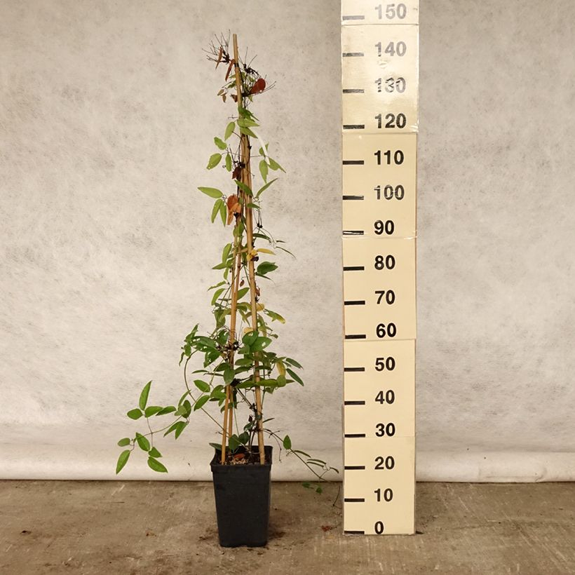 Esemplare di Clematis armandii - Clematide Vaso da 4L/5L consegnato in estate