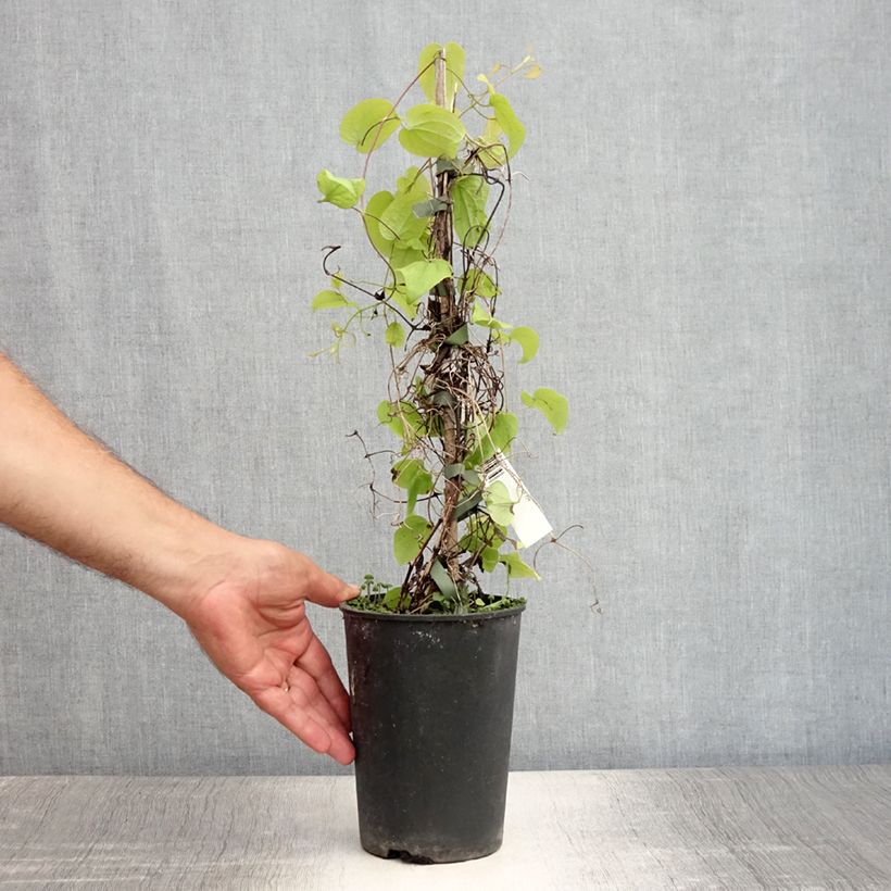 Esemplare di Clematis Beauty of Worcester - Clematide Vaso da 1,5L/2L consegnato in estate
