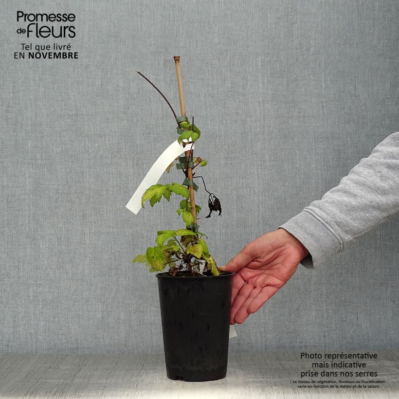 Esemplare di Clematis Brunette - Clematide Vaso da 2L/3L come consegnato in autunno