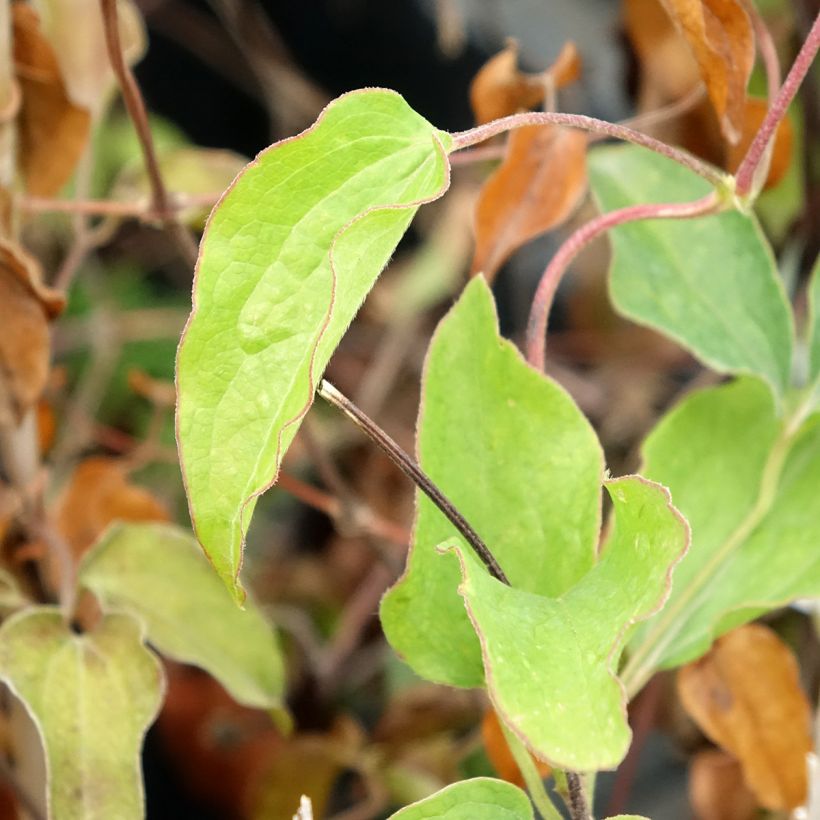 Clematis Carnaby - Clematide (Fogliame)