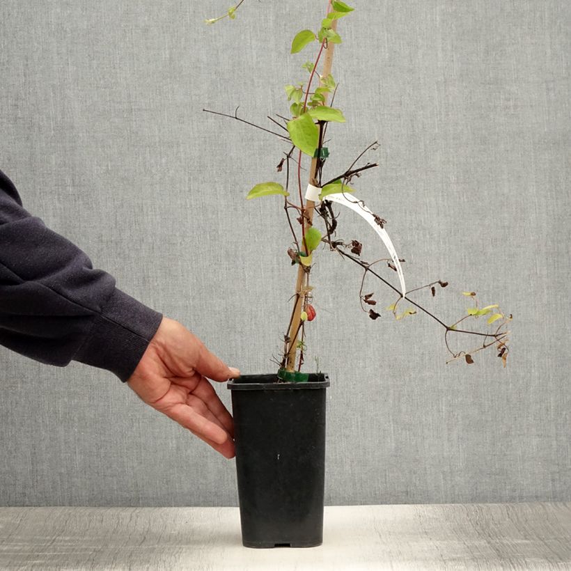 Esemplare di Clematis Cezanne - Clematide Vaso da 1,5L/2LAltezza consegnata circa 50/60cm consegnato in estate