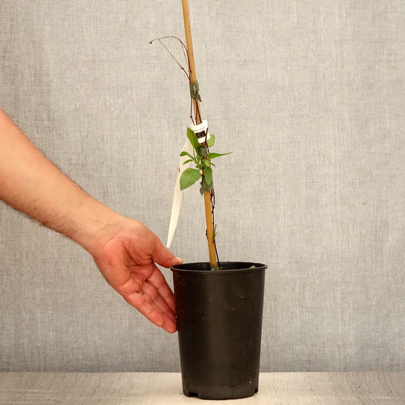 Esemplare di Clematis cirrhosa Lansdowne Gem Vaso da 2L/3L consegnato in estate