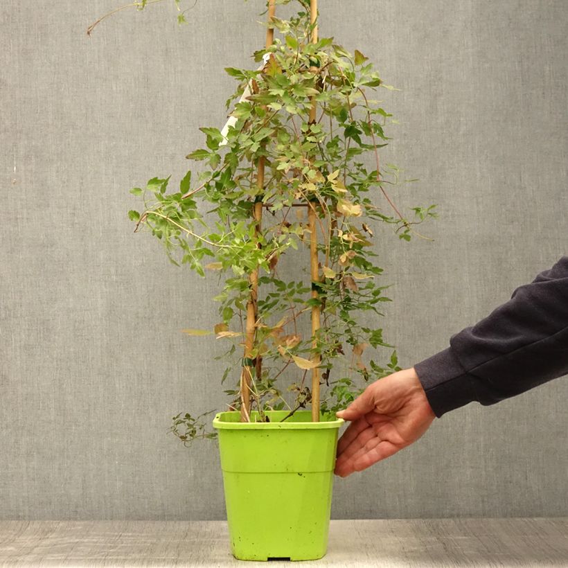 Esemplare di Clematis cirrhosa Winter Parasol Vaso da 2L/3L consegnato in estate