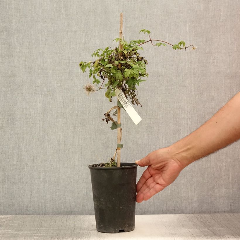Esemplare di Clematis Country Rose - Clematide Vaso da 2L/3L consegnato in estate