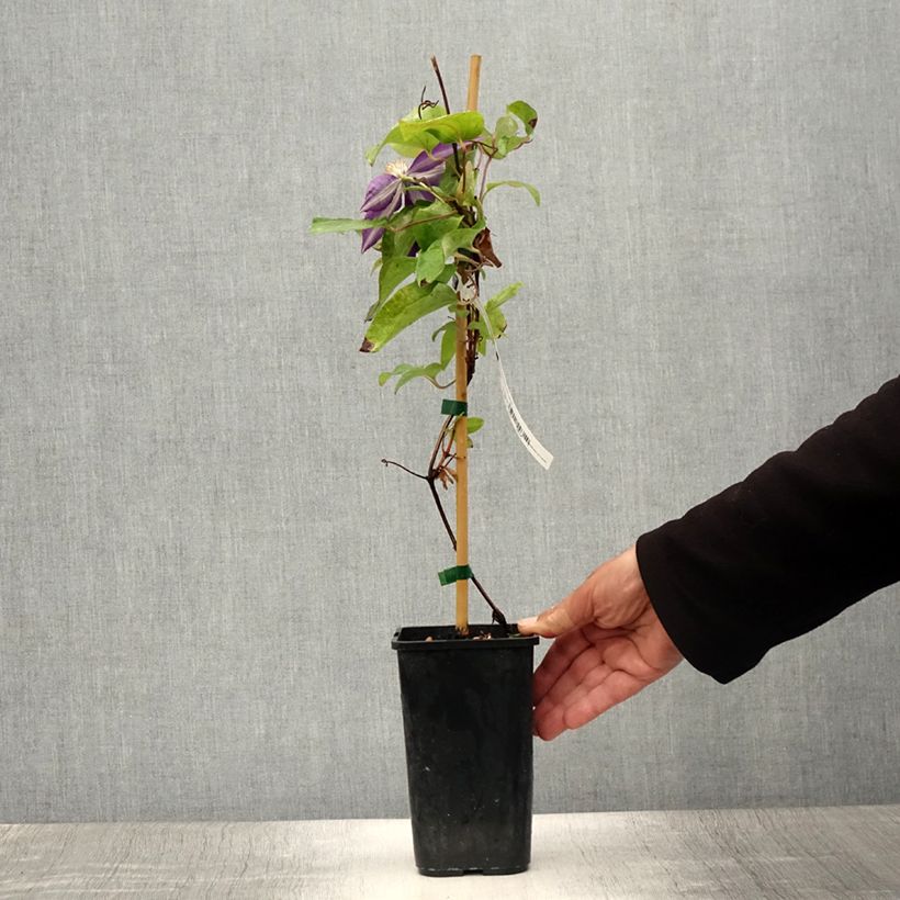Esemplare di Clematis Couronne Royale - Clematide Vaso da 1,5L/2L consegnato in estate