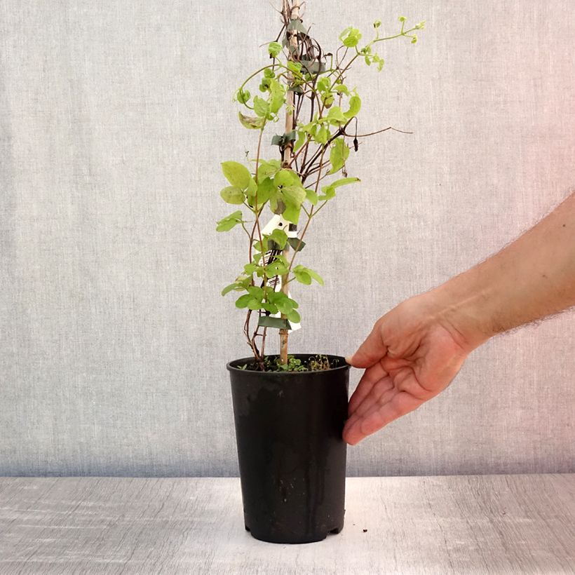 Esemplare di Clematis Destiny - Clematide Vaso da 1,5L/2L consegnato in estate