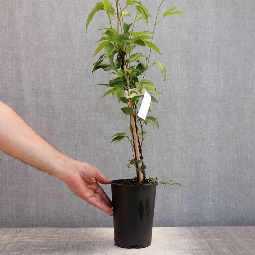 Esemplare di Clematis East River - Clematide Vaso da 2L/3L consegnato in estate