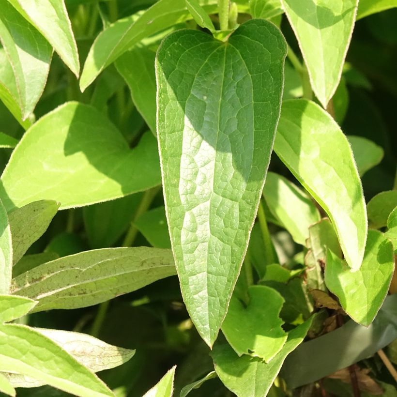 Clematis East River - Clematide (Fogliame)