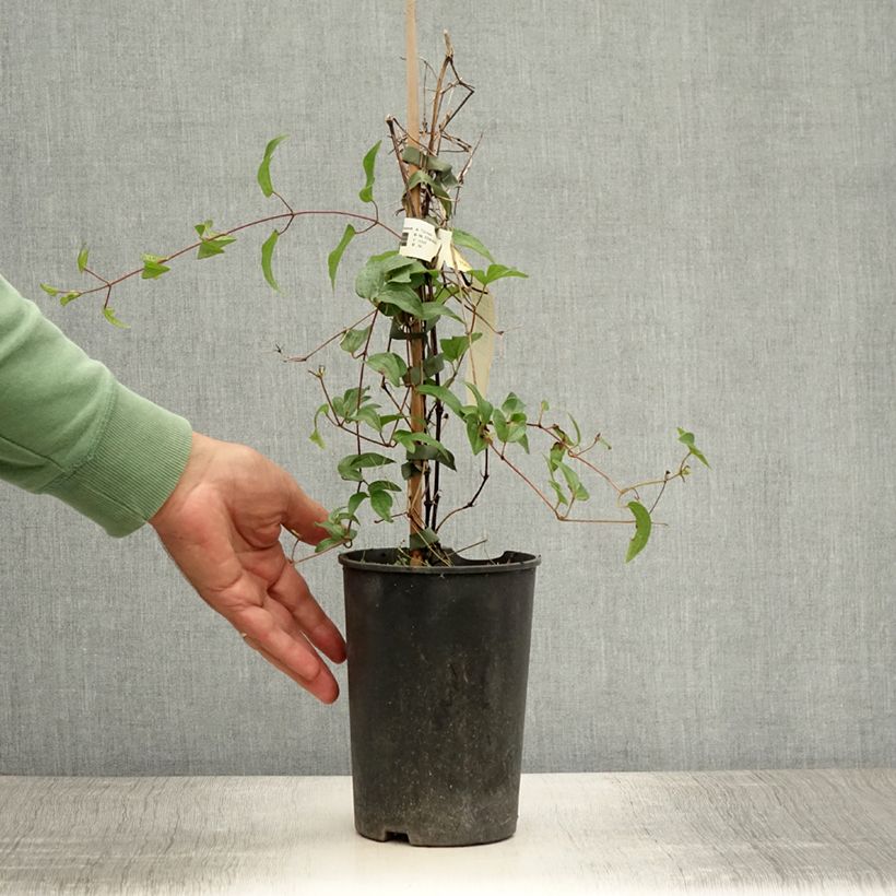 Esemplare di Clematis White Arabella - Clematide Vaso da 2L/3L consegnato in estate
