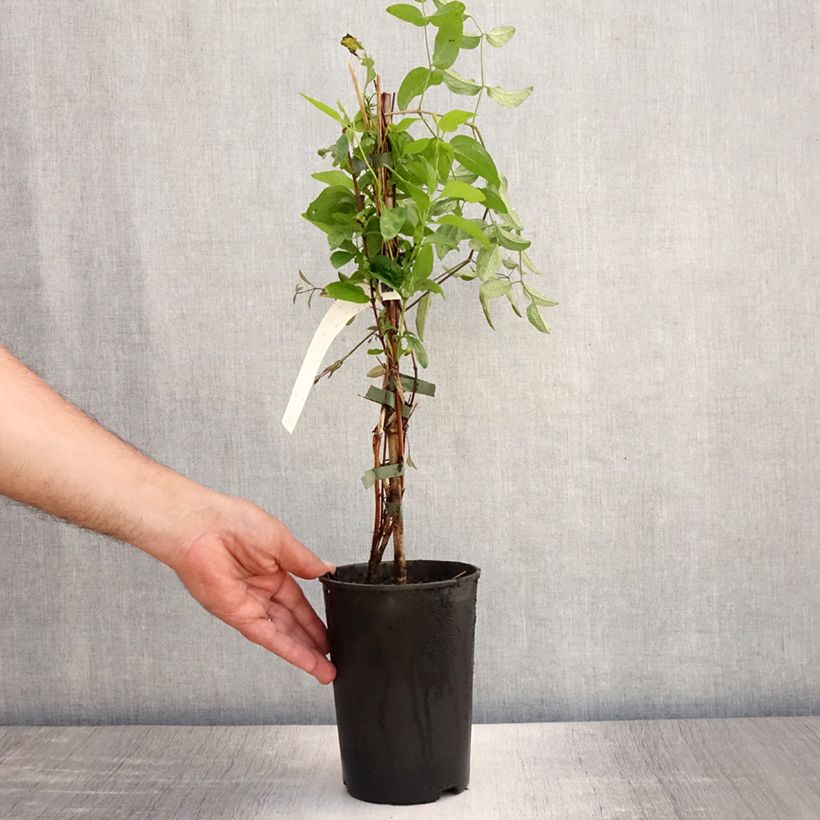 Esemplare di Clematis Eriostemon - Clematide Vaso da 2L/3L consegnato in estate