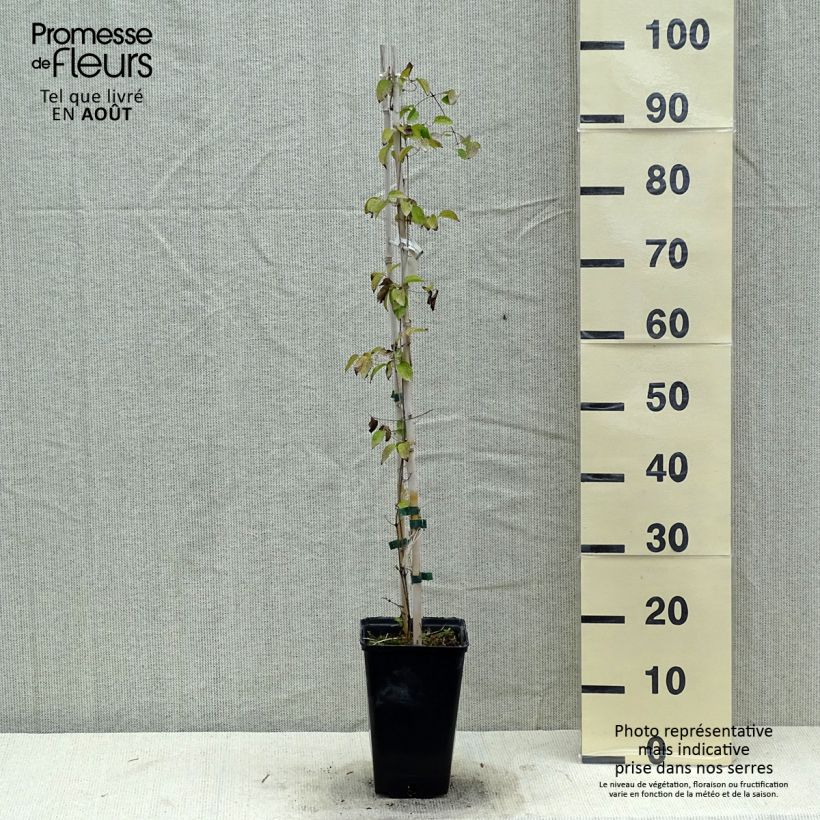 Esemplare di Clematis Etoile Nacrée - Clematide Vaso da 2L/3L consegnato in estate